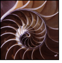 Cross-section of nautilus shell
